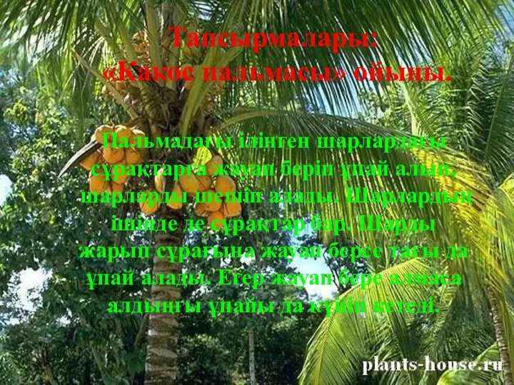 Пальмадағы ілінген шарлардағы сұрақтарға жауап беріп ұпай алып, шарларды шешіп