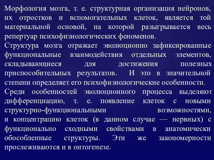 Морфология мозга, т. е. структурная организация нейронов, их отростков и