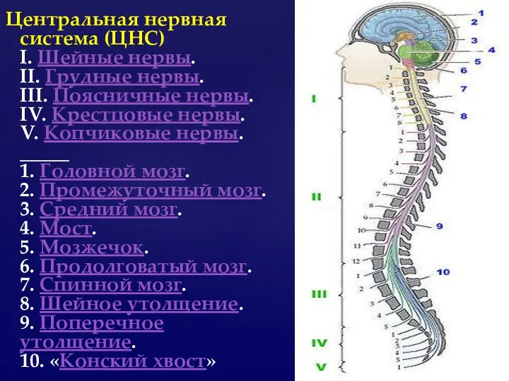 Центральная нервная система (ЦНС) I. Шейные нервы. II. Грудные нервы.