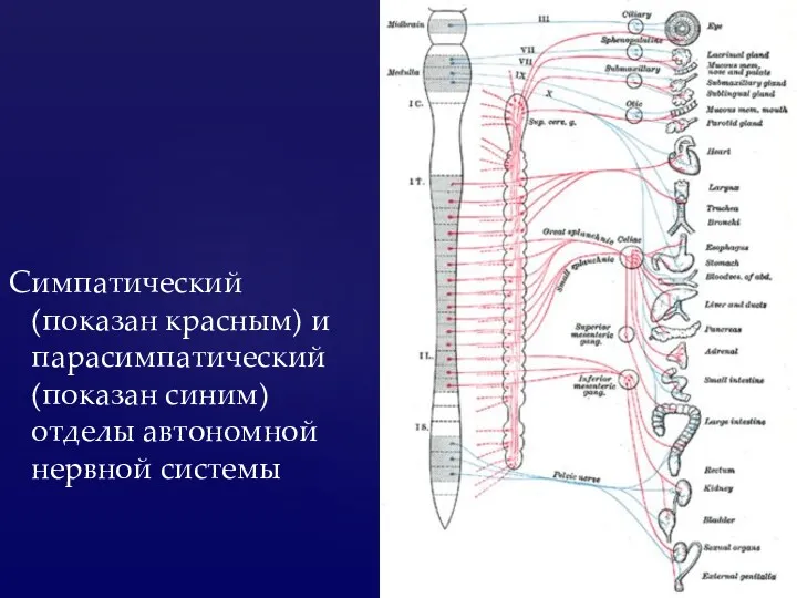 Симпатический (показан красным) и парасимпатический (показан синим) отделы автономной нервной системы