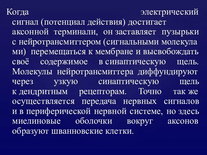 Когда электрический сигнал (потенциал действия) достигает аксонной терминали, он заставляет