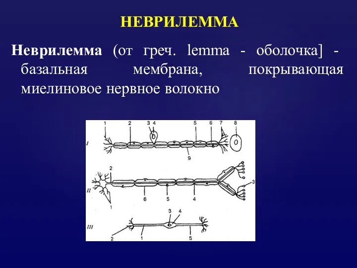 НЕВРИЛЕММА Неврилемма (от греч. lemma - оболочка] - базальная мембрана, покрывающая миелиновое нервное волокно
