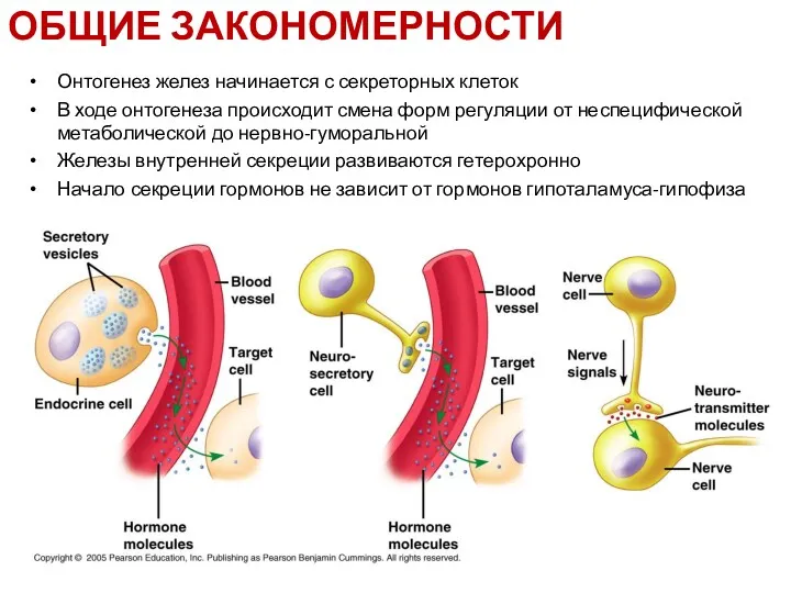 Онтогенез желез начинается с секреторных клеток В ходе онтогенеза происходит