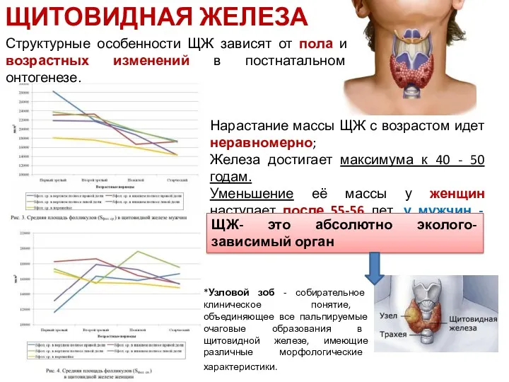 ЩИТОВИДНАЯ ЖЕЛЕЗА Нарастание массы ЩЖ с возрастом идет неравномерно; Железа