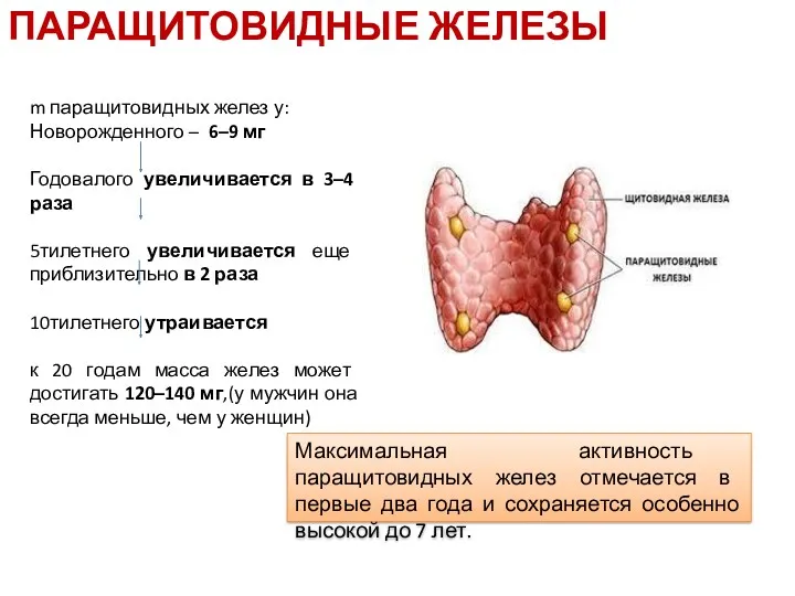 m паращитовидных желез у: Новорожденного – 6–9 мг Годовалого увеличивается