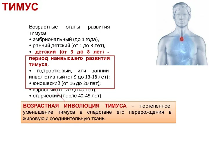 Возрастные этапы развития тимуса: • эмбриональный (до 1 года); •