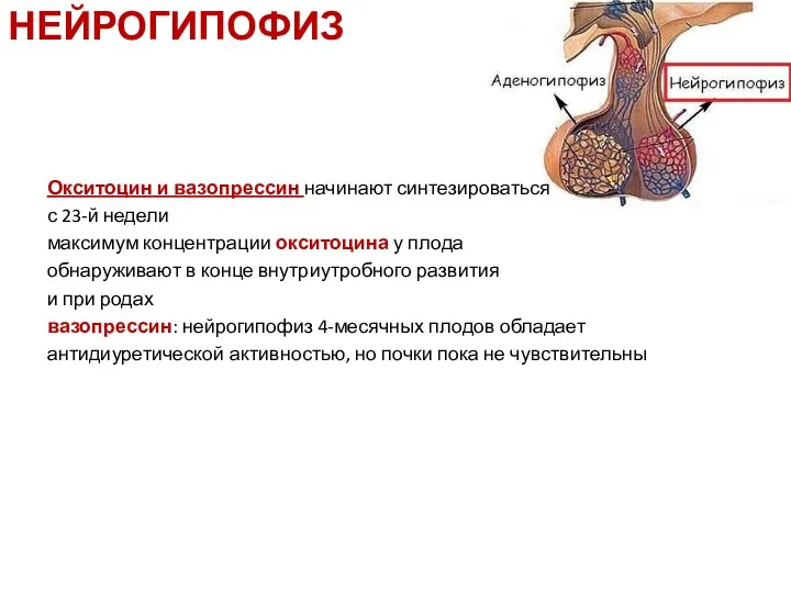 Окситоцин и вазопрессин начинают синтезироваться с 23-й недели максимум концентрации