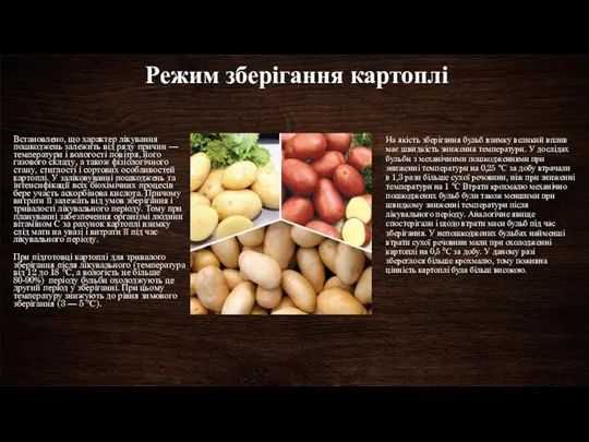 Режим зберігання картоплі Встановлено, що характер лікування пошкоджень залежить від