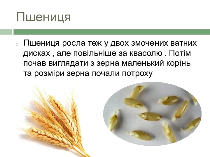 Пшениця Пшениця росла теж у двох змочених ватних дисках ,