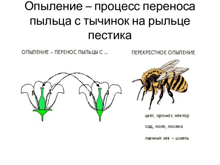 Опыление – процесс переноса пыльца с тычинок на рыльце пестика