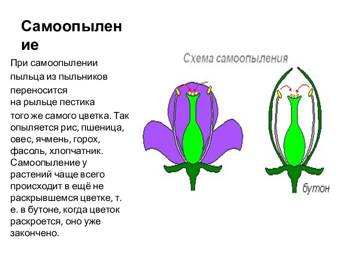 Самоопыление При самоопылении пыльца из пыльников переносится на рыльце пестика