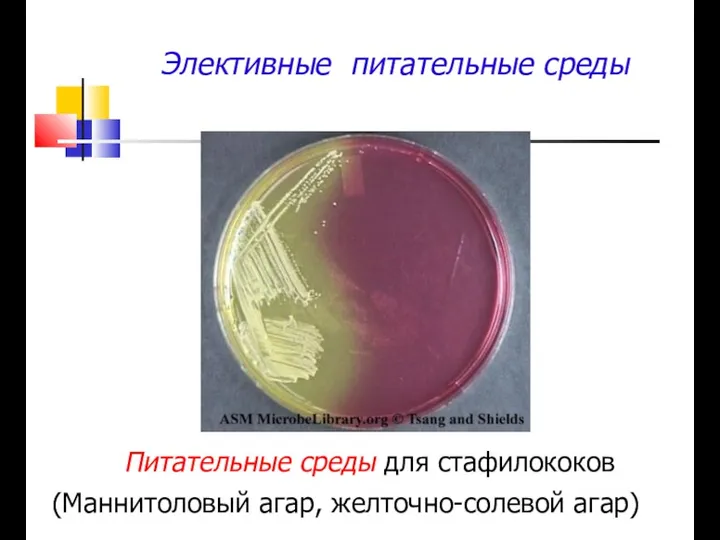 Элективные питательные среды Питательные среды для стафилококов (Маннитоловый агар, желточно-солевой агар)