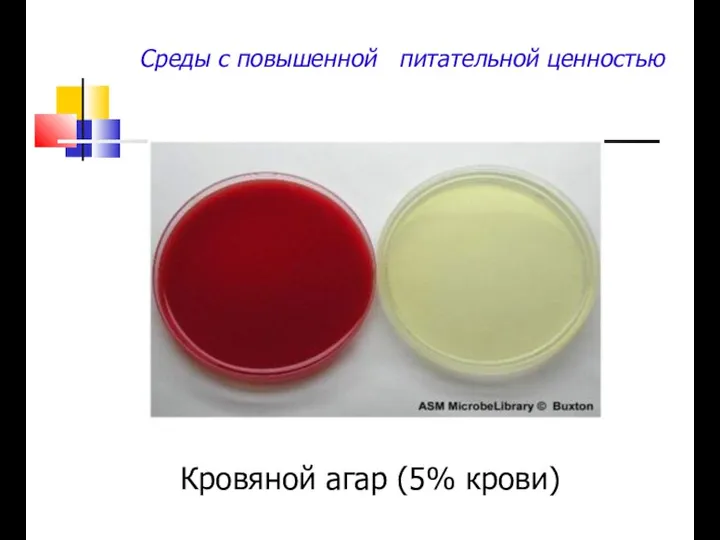 Среды с повышенной питательной ценностью Кровяной агар (5% крови)