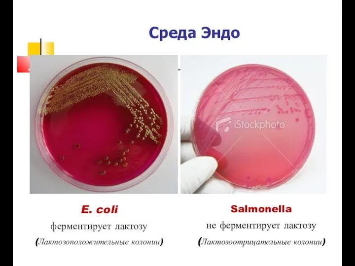 Среда Эндо Salmonella не ферментирует лактозу (Лактозоотрицательные колонии) E. coli ферментирует лактозу (Лактозоположительные колонии)