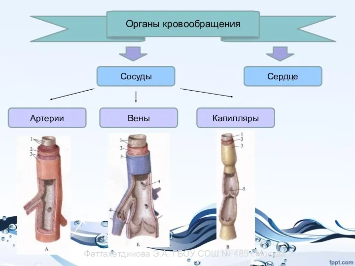 Органы кровообращения Артерии Вены Капилляры Сердце Сосуды Фаттахетдинова Э.А. ГБОУ СОШ № 489 г.Москва