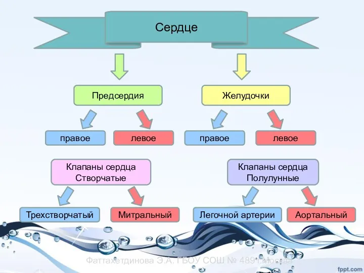 Сердце Предсердия Желудочки правое левое правое левое Трехстворчатый Митральный Легочной