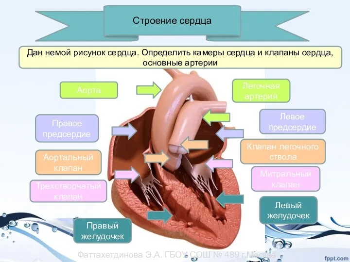 Строение сердца Легочная артерия Правое предсердие Трехстворчатый клапан Клапан легочного