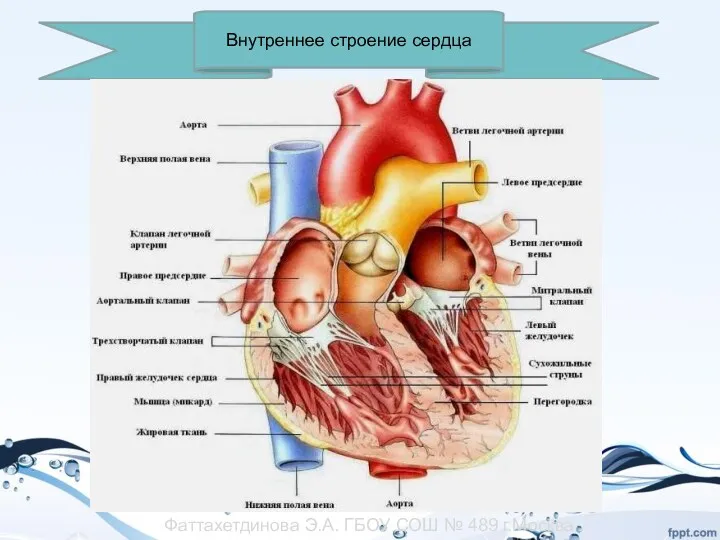 Внутреннее строение сердца Фаттахетдинова Э.А. ГБОУ СОШ № 489 г.Москва