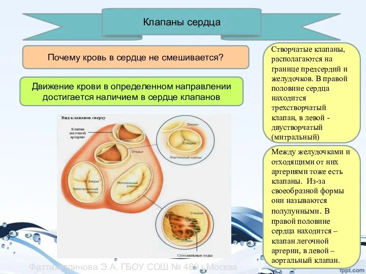 Клапаны сердца Створчатые клапаны, располагаются на границе предсердий и желудочков.