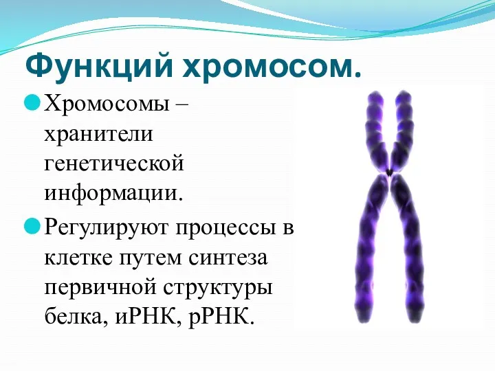 Функций хромосом. Хромосомы – хранители генетической информации. Регулируют процессы в