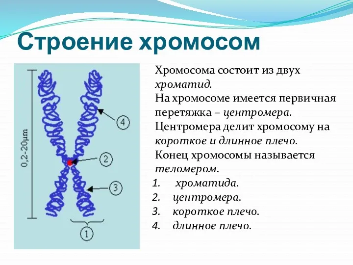 Строение хромосом Хромосома состоит из двух хроматид. На хромосоме имеется