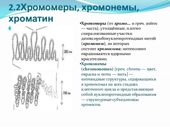 2.2Хромомеры, хромонемы, хроматин Хромомеры (от хромо... и греч. méros —