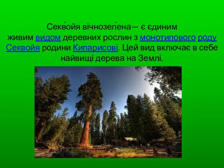 Секв́ойя вічнозел́ена— є єдиним живим видом деревних рослин з монотипового