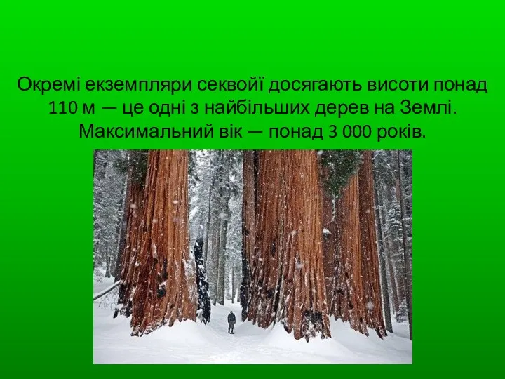 Окремі екземпляри секвойї досягають висоти понад 110 м — це