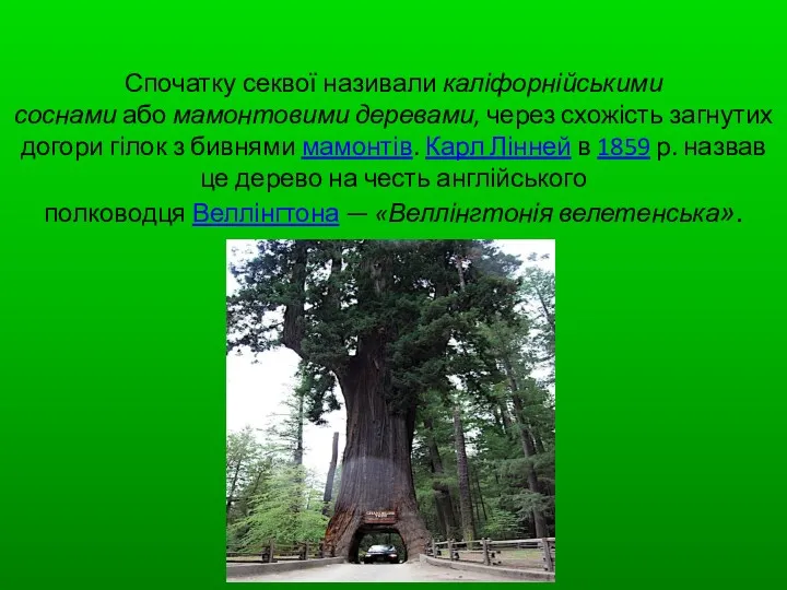 Спочатку секвої називали каліфорнійськими соснами або мамонтовими деревами, через схожість