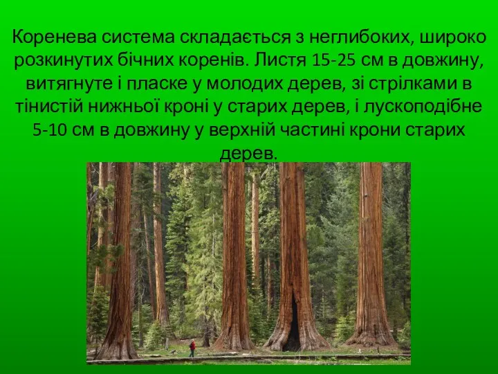 Коренева система складається з неглибоких, широко розкинутих бічних коренів. Листя