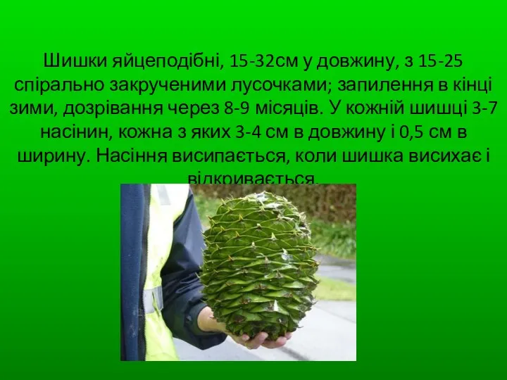 Шишки яйцеподібні, 15-32см у довжину, з 15-25 спірально закрученими лусочками;