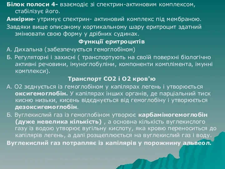 Білок полоси 4- взаємодіє зі спектрин-актиновим комплексом, стабілізує його. Анкірин-