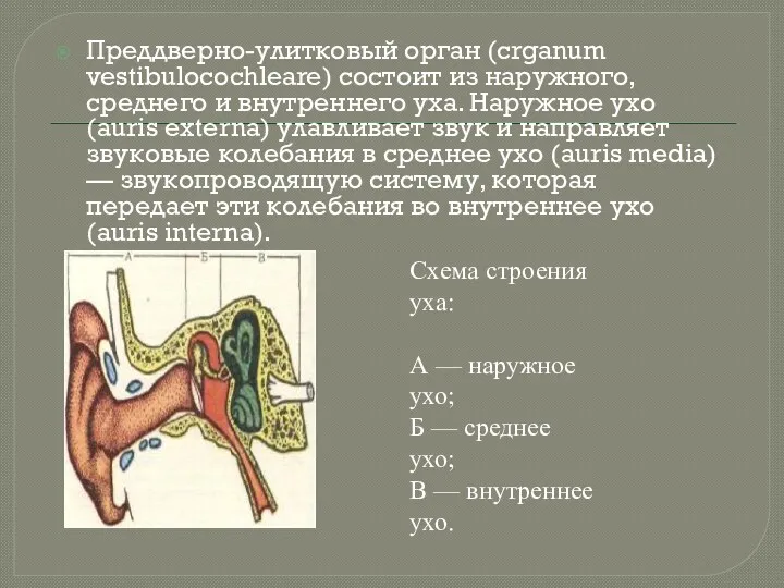 Преддверно-улитковый орган (crganum vestibulocochleare) состоит из наружного, среднего и внутреннего