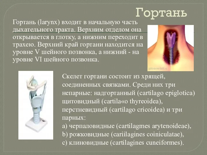 Гортань Гортань (larynx) входит в начальную часть дыхательного тракта. Верхним