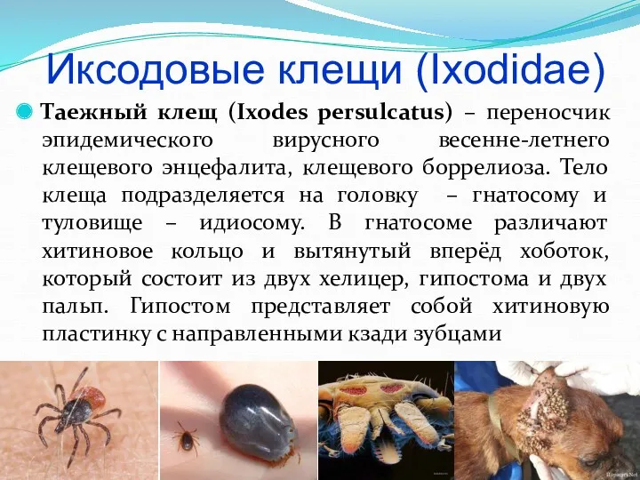 Иксодовые клещи (Ixodidae) Таежный клещ (Ixodes persulcatus) – переносчик эпидемического