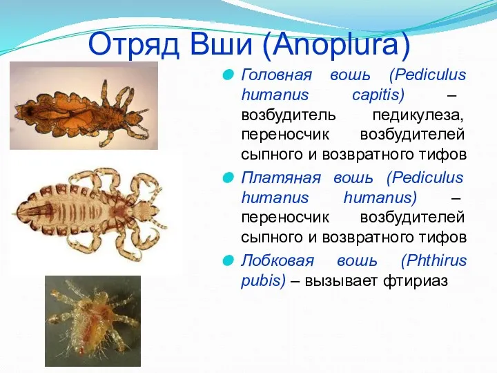 Отряд Вши (Anoplura) Головная вошь (Pediculus humanus capitis) – возбудитель