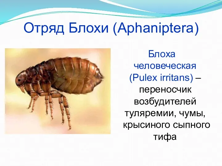 Отряд Блохи (Aphaniptera) Блоха человеческая (Pulex irritans) – переносчик возбудителей туляремии, чумы, крысиного сыпного тифа