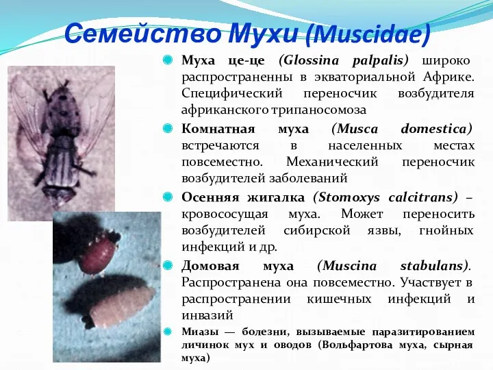 Семейство Мухи (Muscidae) Муха це-це (Glossina palpalis) широко распространенны в