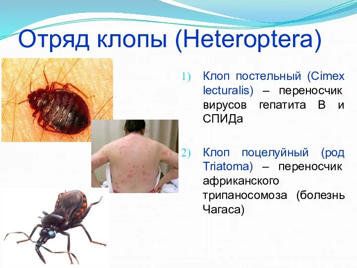Отряд клопы (Heteroptera) Клоп постельный (Cimex lecturalis) – переносчик вирусов