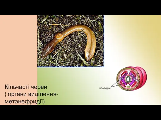 Кільчасті черви ( органи виділення- метанефридії)