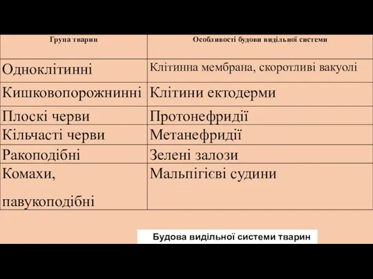 Будова видільної системи тварин