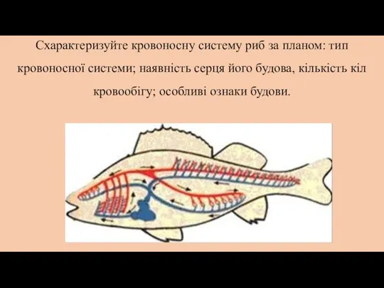 Схарактеризуйте кровоносну систему риб за планом: тип кровоносної системи; наявність