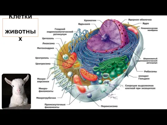 Клетки животных