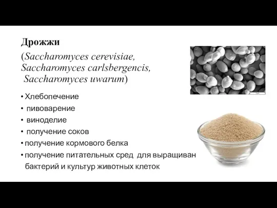 Дрожжи (Saccharomyces cerevisiae, Saccharomyces carlsbergencis, Saccharomyces uwarum) Хлебопечение пивоварение виноделие