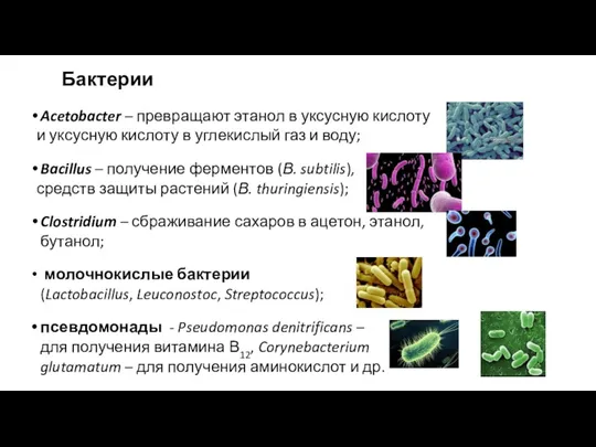 Бактерии Acetobacter – превращают этанол в уксусную кислоту и уксусную