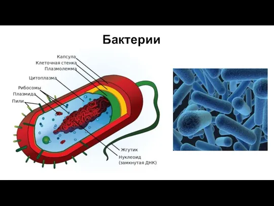 Бактерии