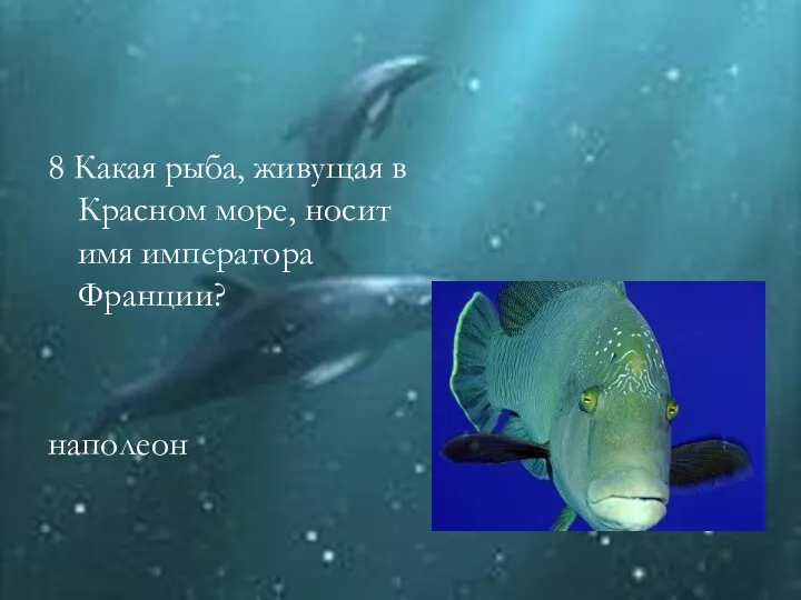 8 Какая рыба, живущая в Красном море, носит имя императора Франции? наполеон