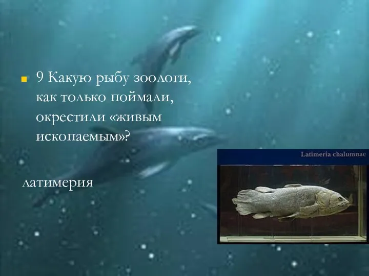 9 Какую рыбу зоологи, как только поймали, окрестили «живым ископаемым»? латимерия