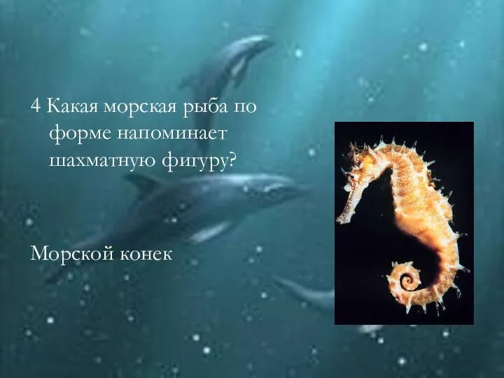 4 Какая морская рыба по форме напоминает шахматную фигуру? Морской конек