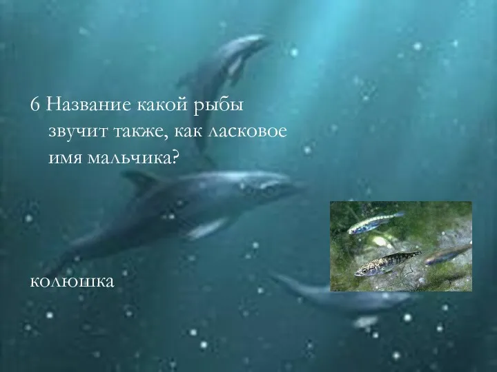 6 Название какой рыбы звучит также, как ласковое имя мальчика? колюшка